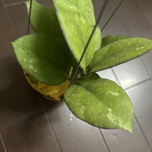 Hoya patcharawalai 077