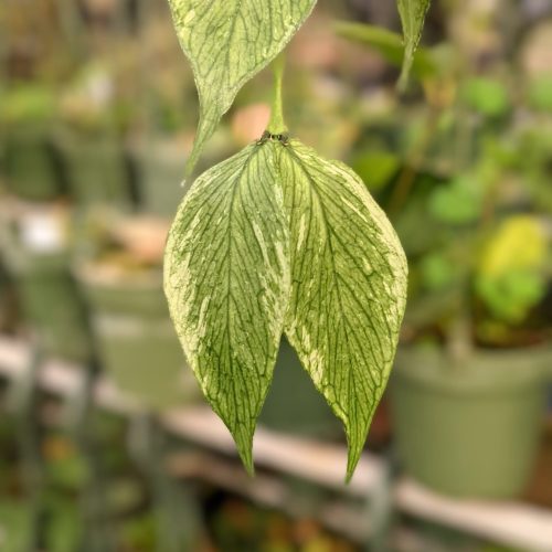 Hoya polyneura "Fishtail" splash / Hoya polyneura broget