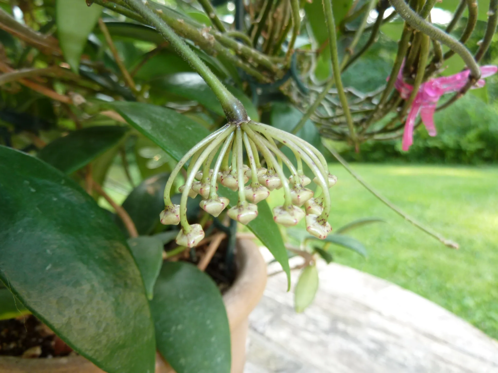 Hoya revoluta