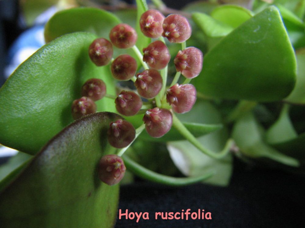 Hoya ruscifolia