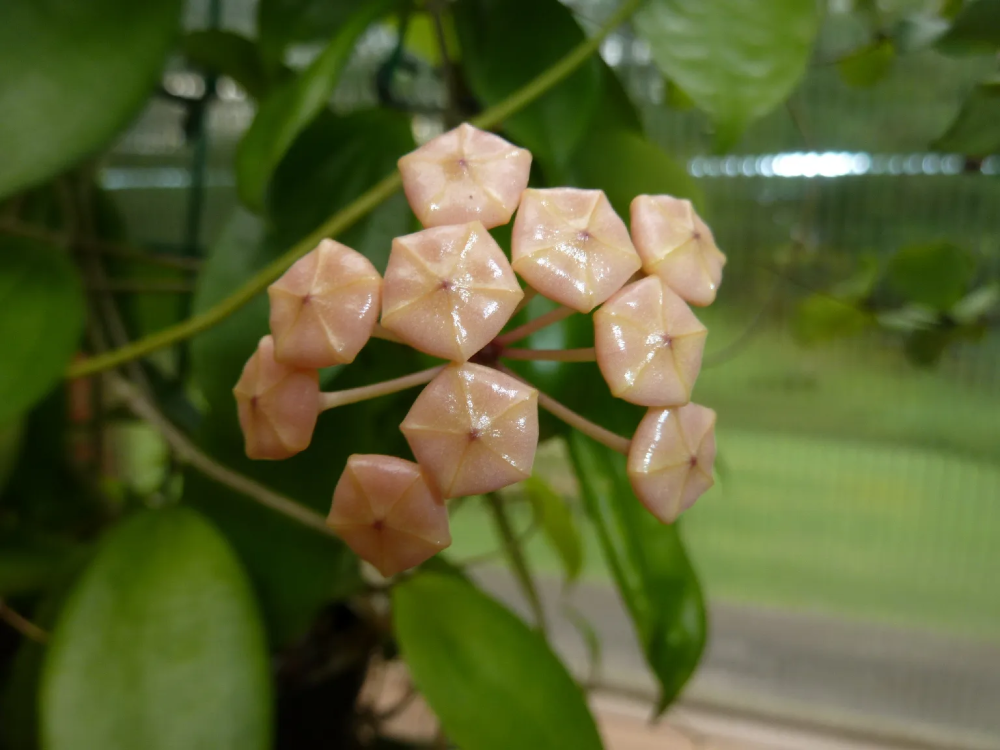 Hoya samoensis