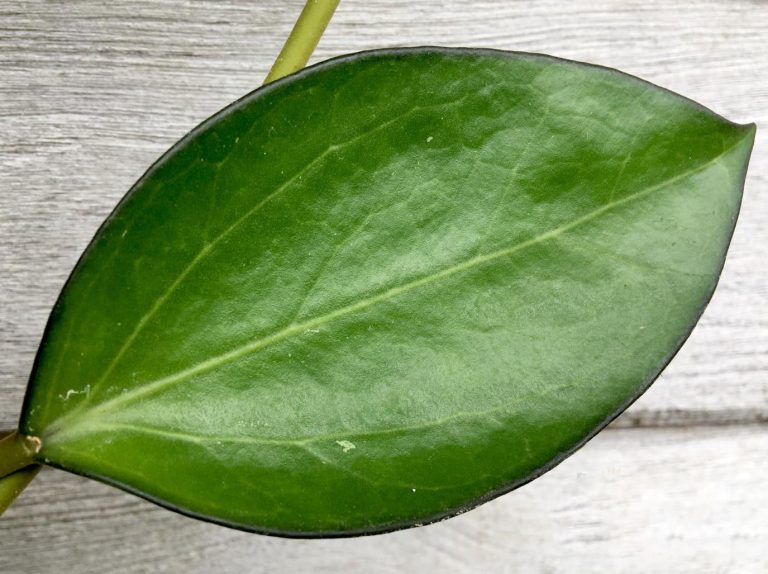 Exclusive Hoya Seeds 023 1" Pot Preferential Price from Thailand