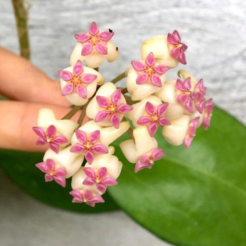 Unique Hoya Seed 023 Starter Plant | 1