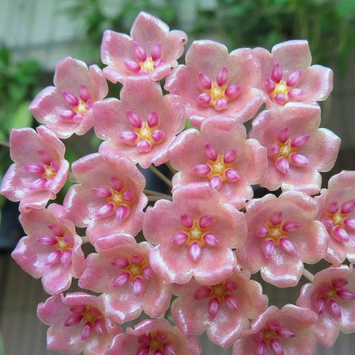 Hoya siariae (pink flowers)