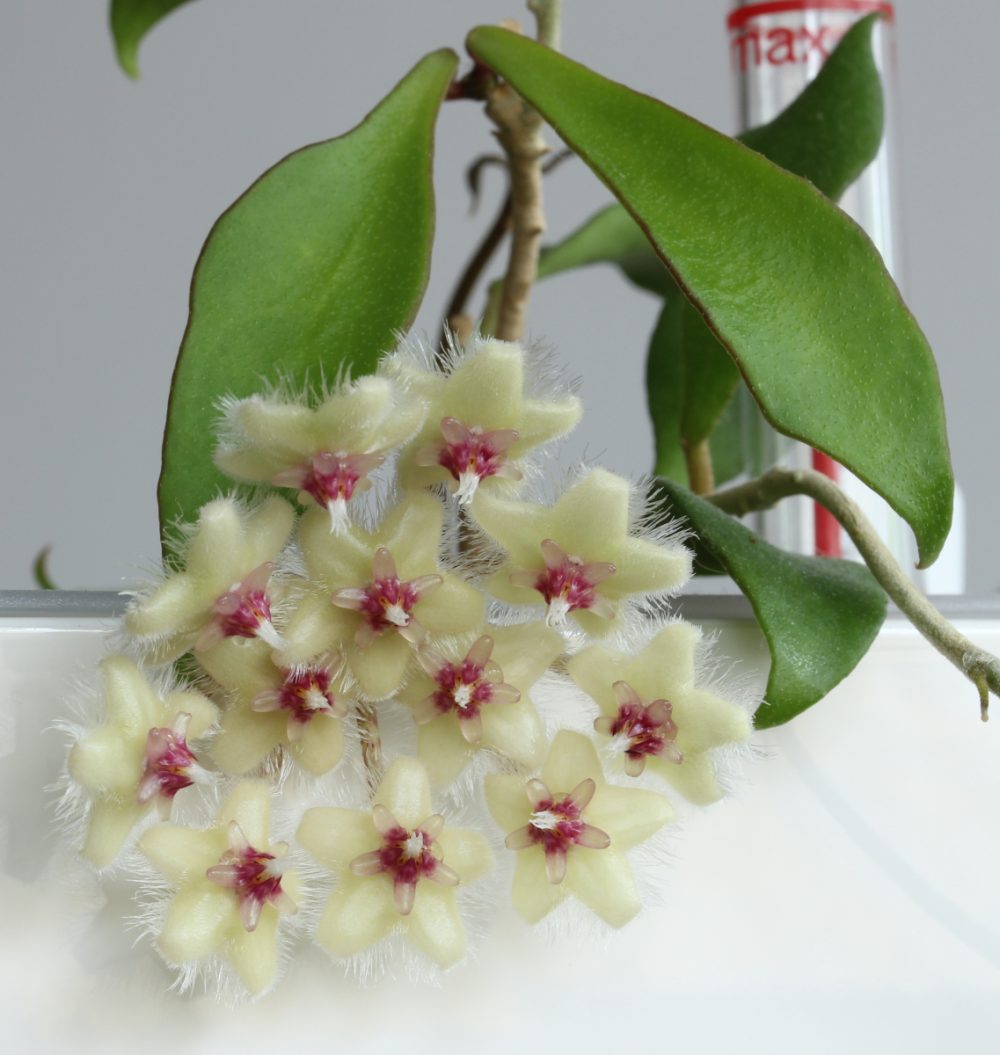 Hoya soidaoensis