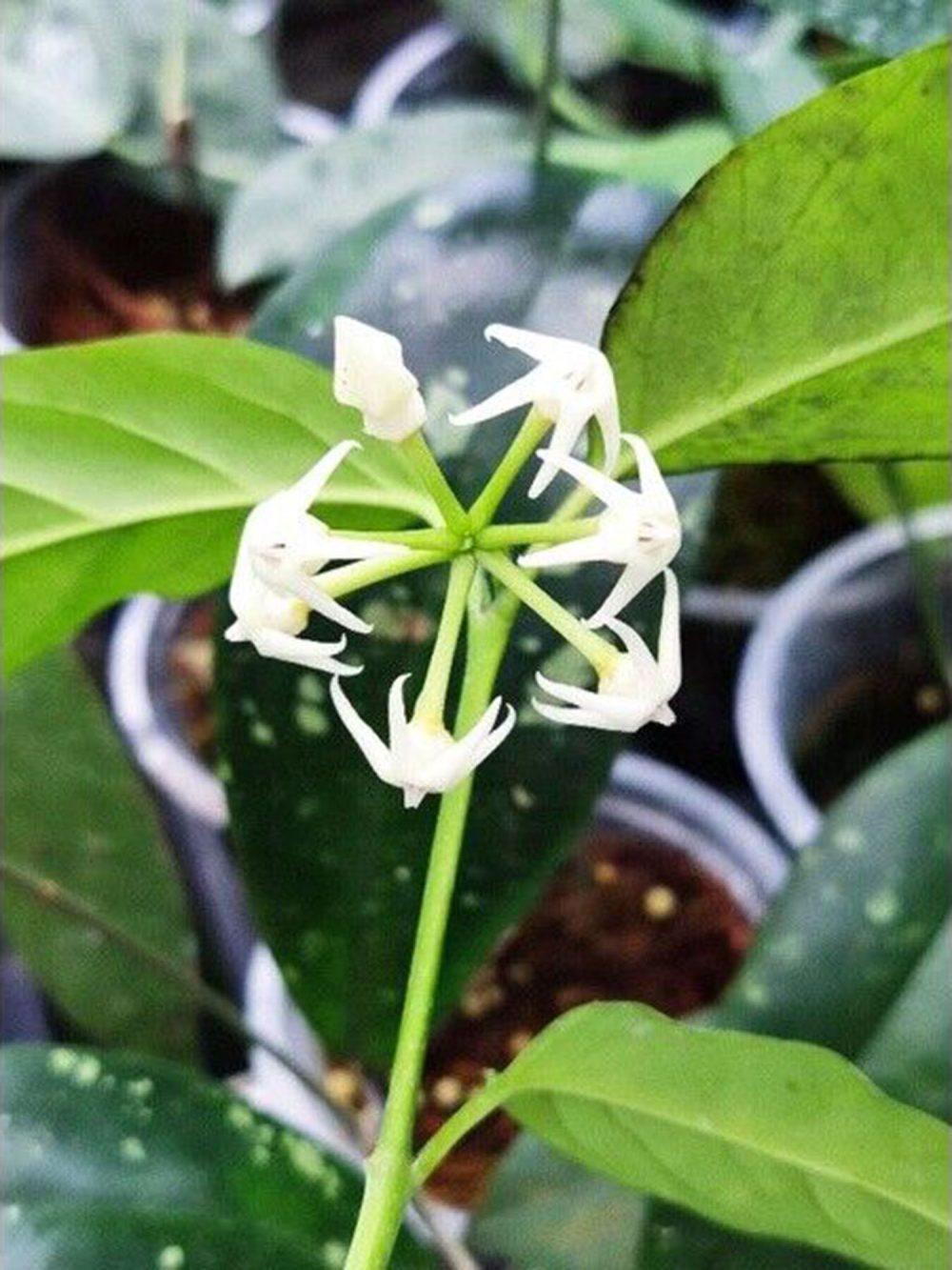 Hoya solokensis