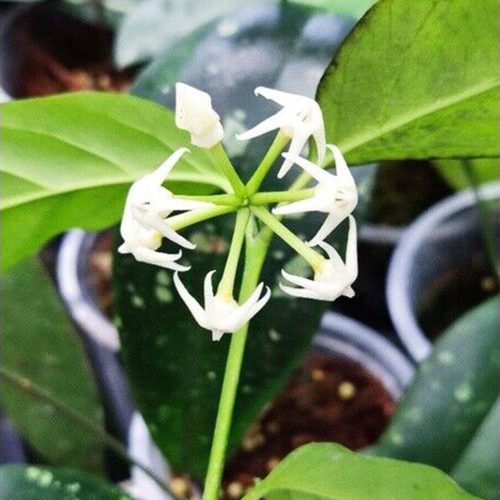 Hoya solokensis