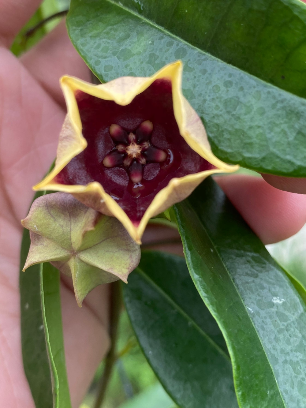 Unique Hoya sp. Kalimantan SLM 02 Starter Plant | 1