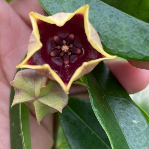 Hoya sp kalimantan slm 02