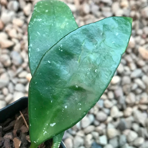 Hoya sp. Aff. plicata IML 1566