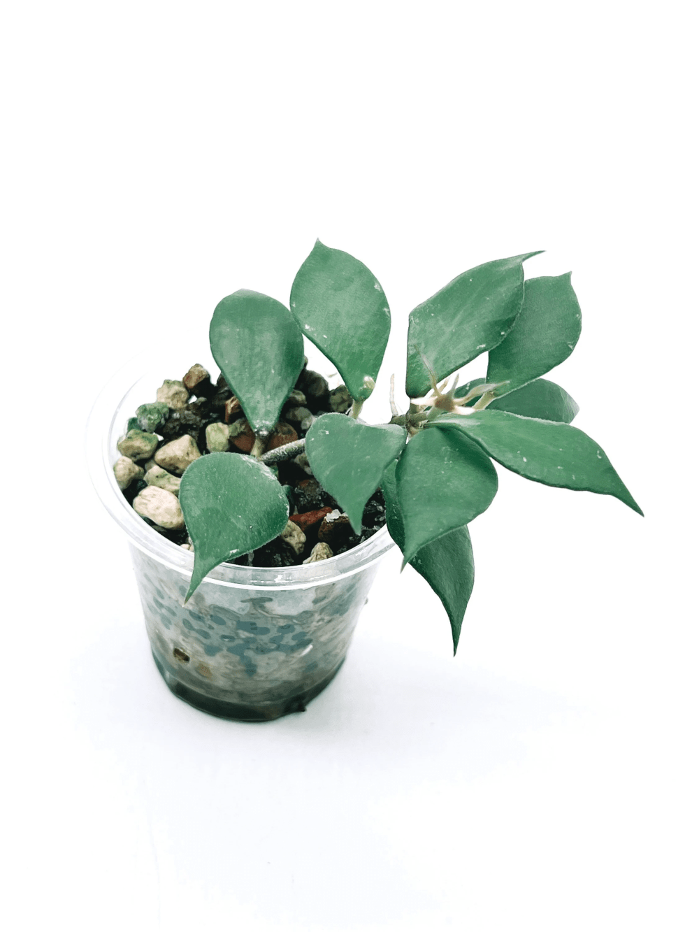 Hoya sp. Baku