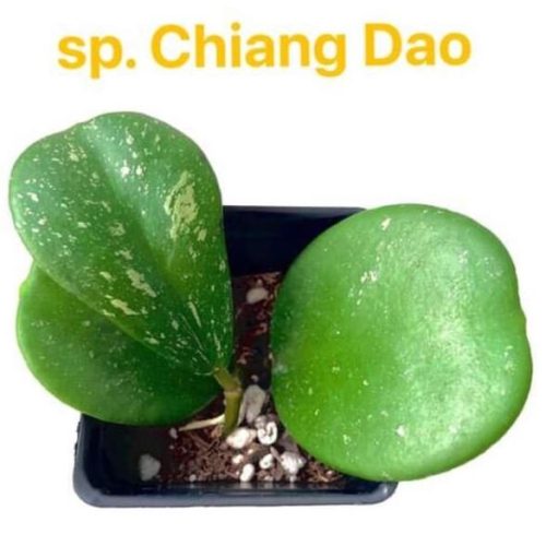 Hoya sp. Chiang Dao