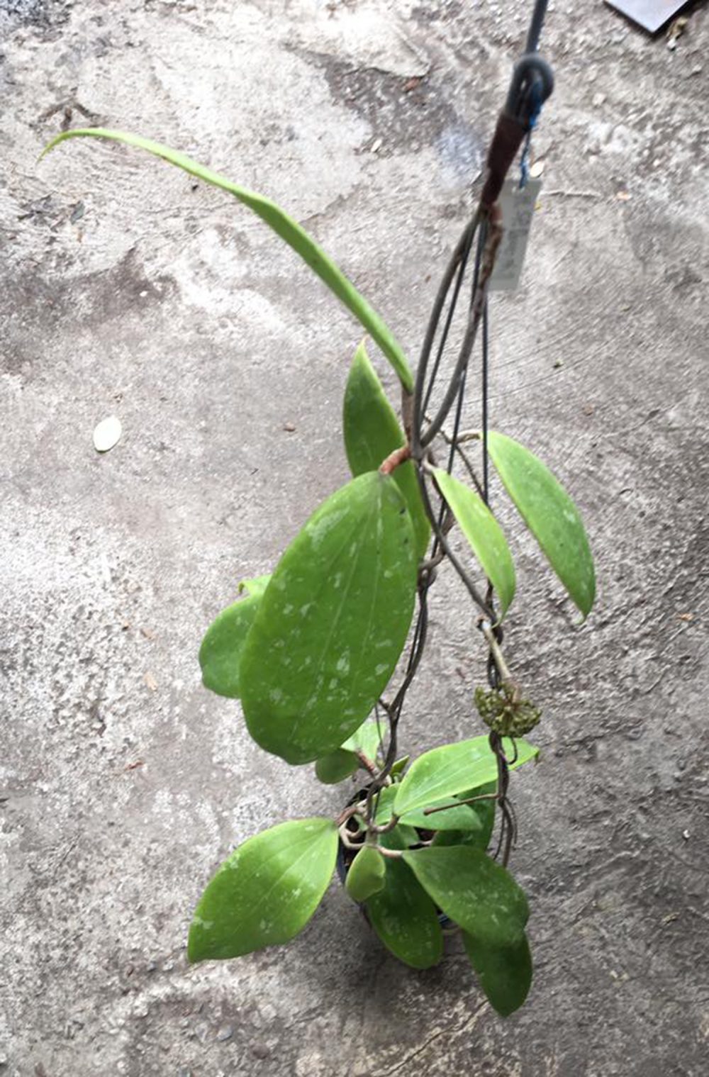 Hoya sp. Daveo phill 903122