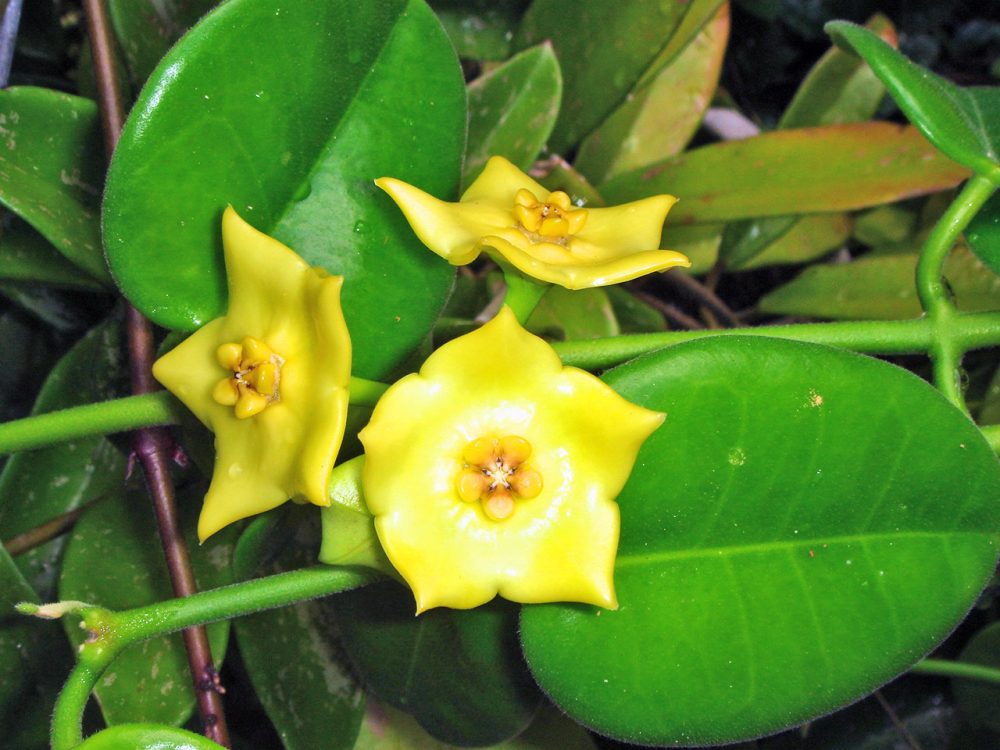 Hoya sp. Gold star