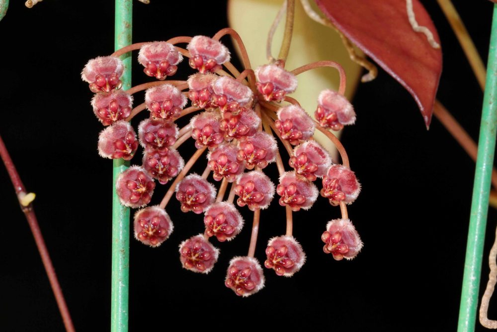 Hoya sp. Haruku