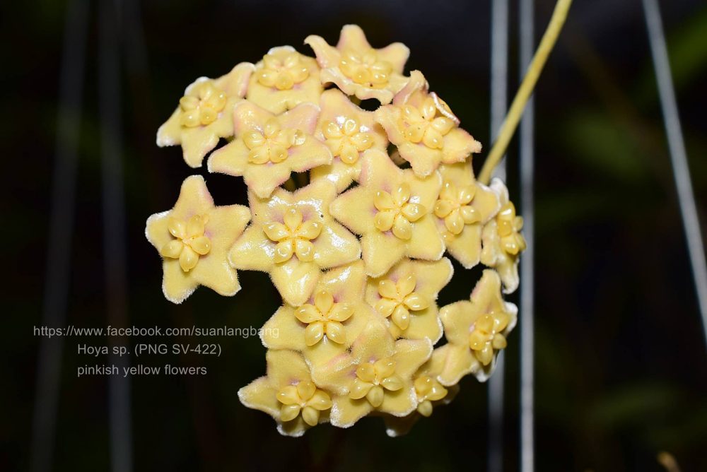 Hoya sp. Labu PNG, yellow flowers - Image 2