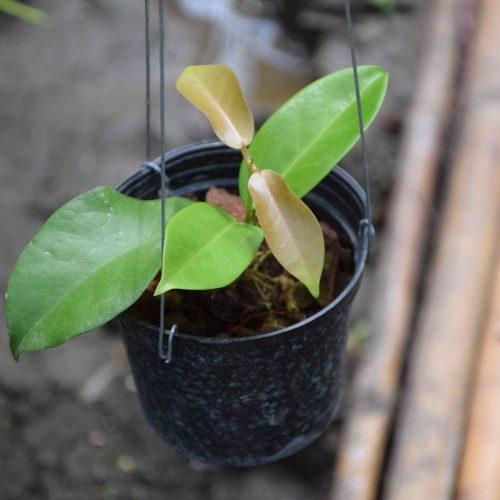 Hoya sp. Labu PNG, yellow flowers
