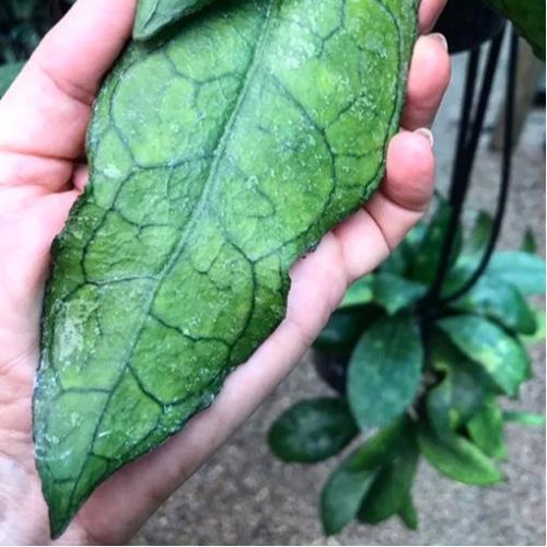 Hoya sp. Thailand IML 1398