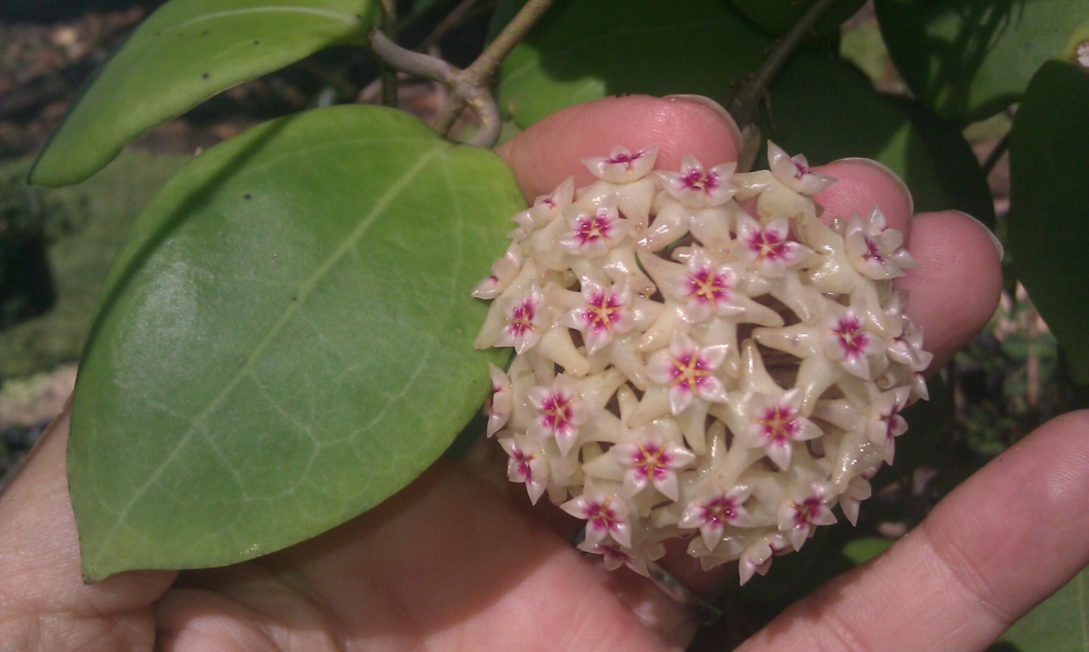 Hoya sp. UT 031