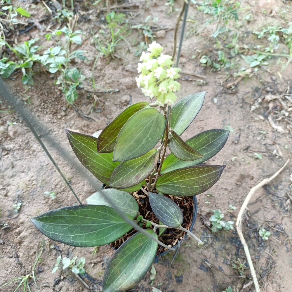 Hoya sp. UT 218