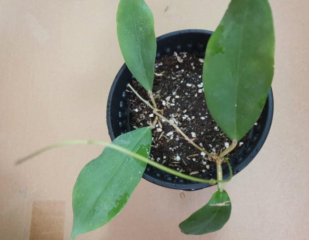 Hoya sp. UT 248