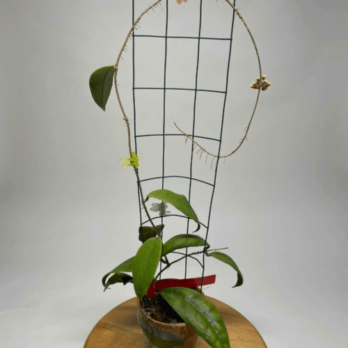 Hoya sp. pps EPC-869