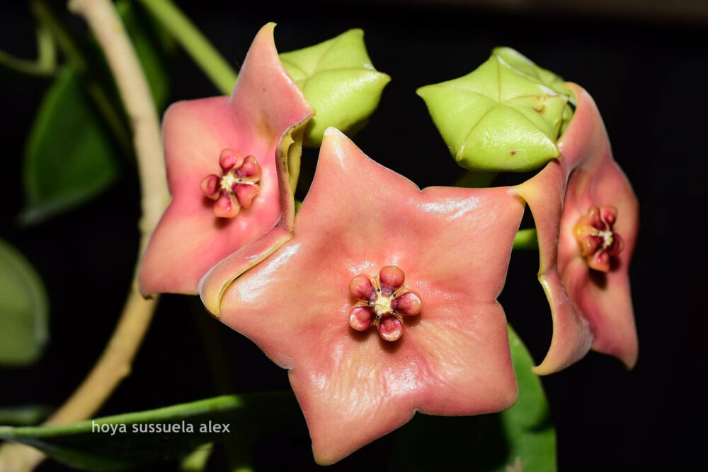 Hoya sussuela Alex