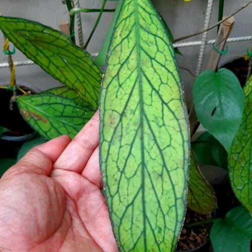 Hoya tanggamus