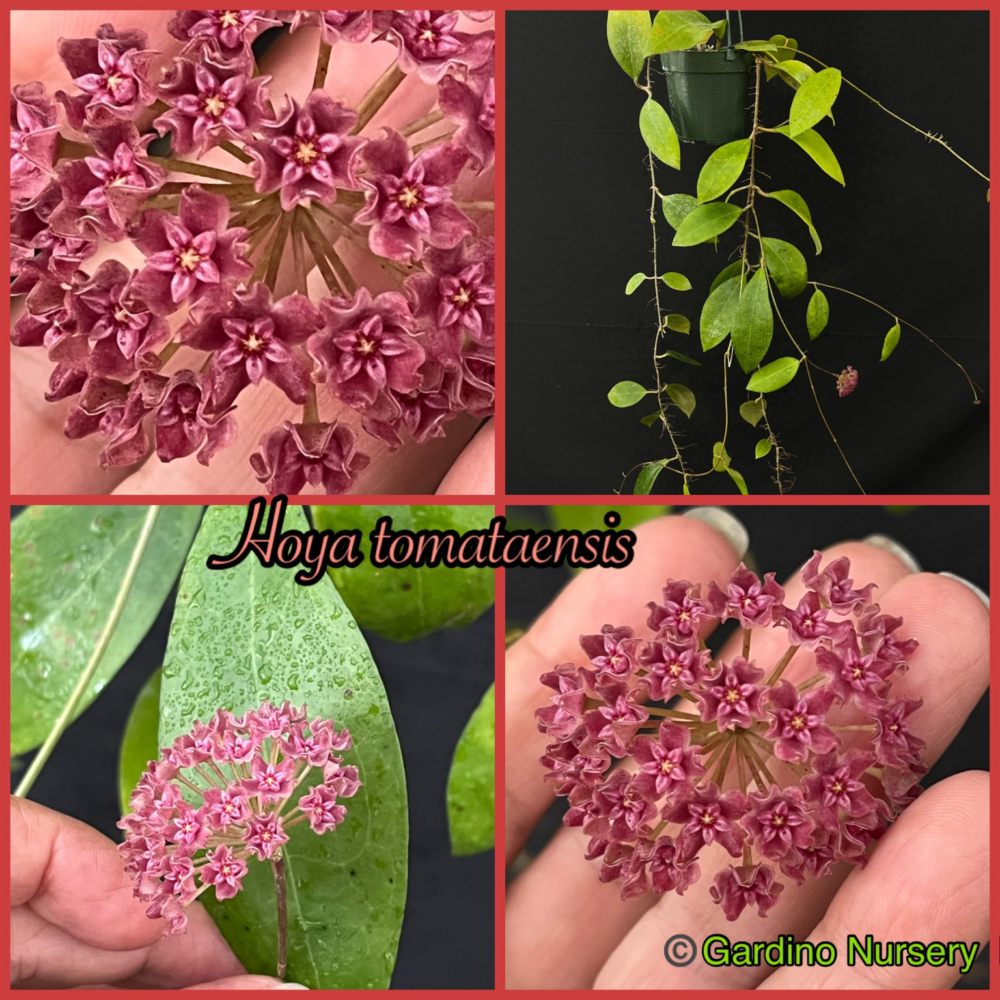 Hoya tomataensis