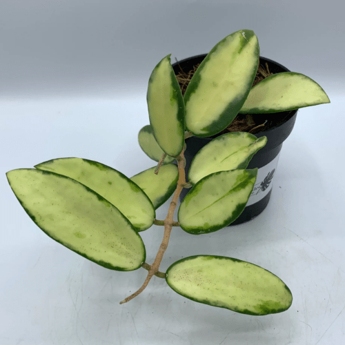 Hoya verticillata variegata