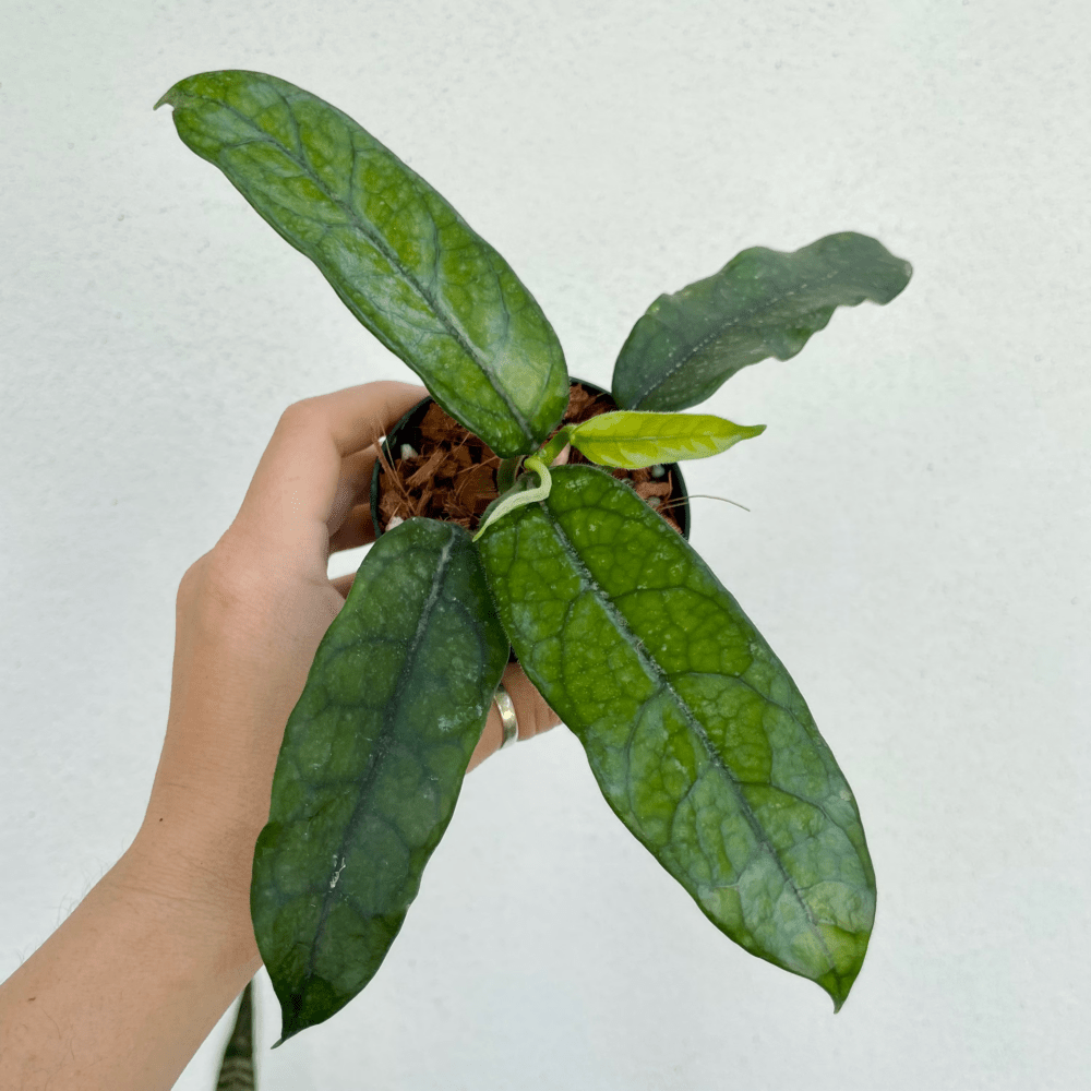 Hoya villosa myanmar