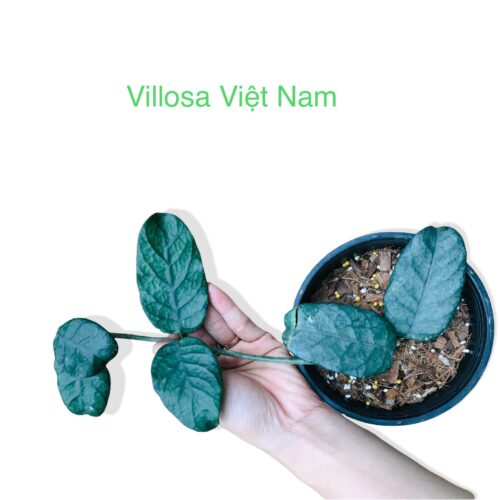Hoya villosa vietnam