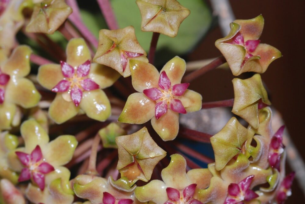 Hoya vitellina brown petal & pink corona