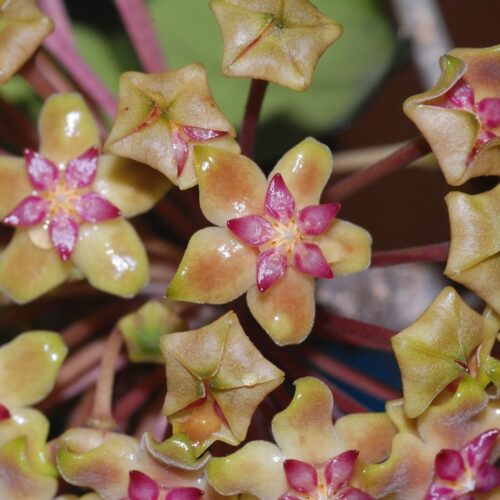 Hoya vitellina brown petal & pink corona