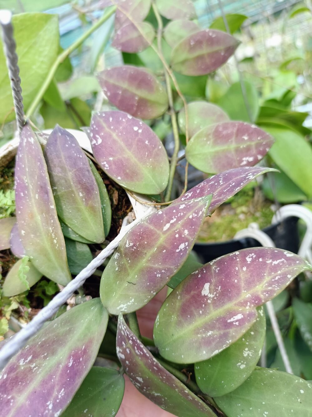 Hoya walliniana splash