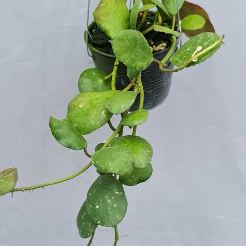 Hoya waymaniae round leaves