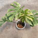 Monstera Thai platinum