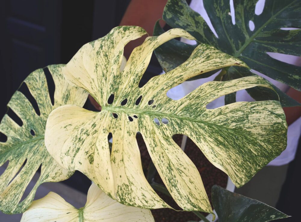 Monstera White Monster