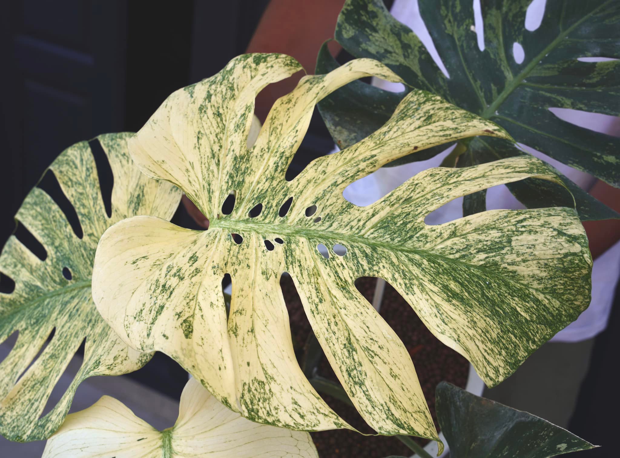Monstera White Monster For Sale - New Price 2023 - Shop Now!