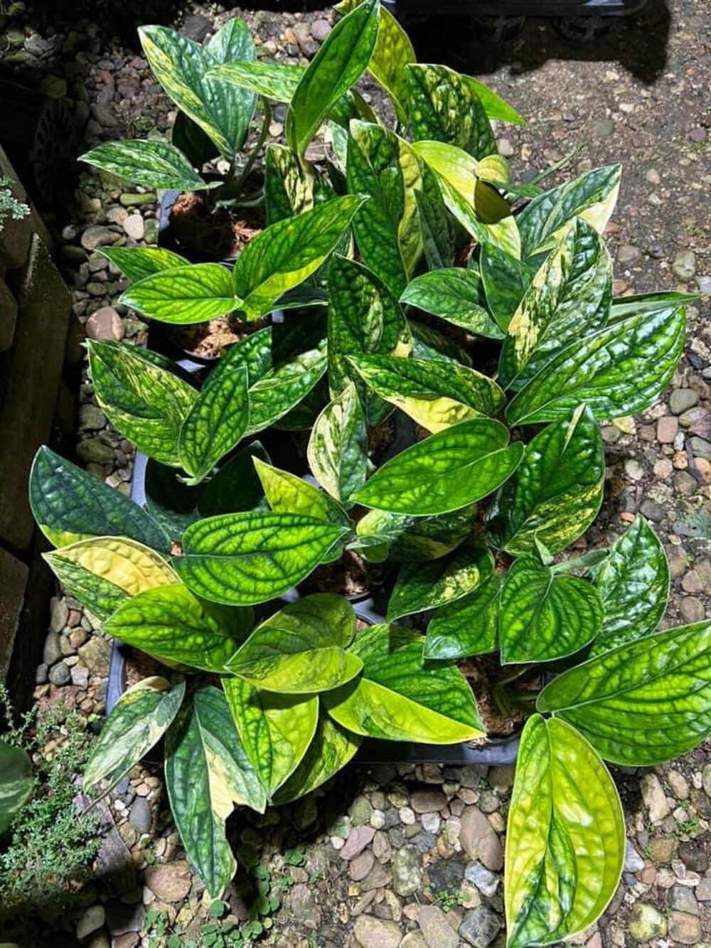 Monstera karstenianum variegated