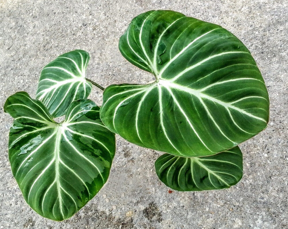 Philodendron gloriosum