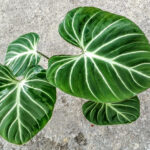 Philodendron gloriosum