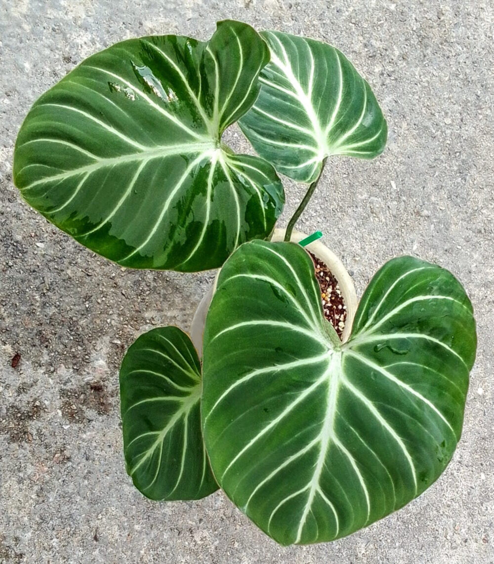 Philodendron Gloriosum White Vein Pink Back