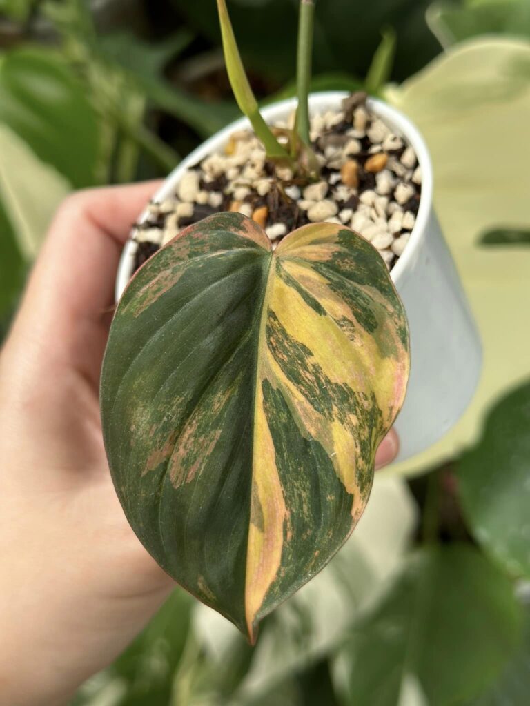 Philodendron Mican Variegated