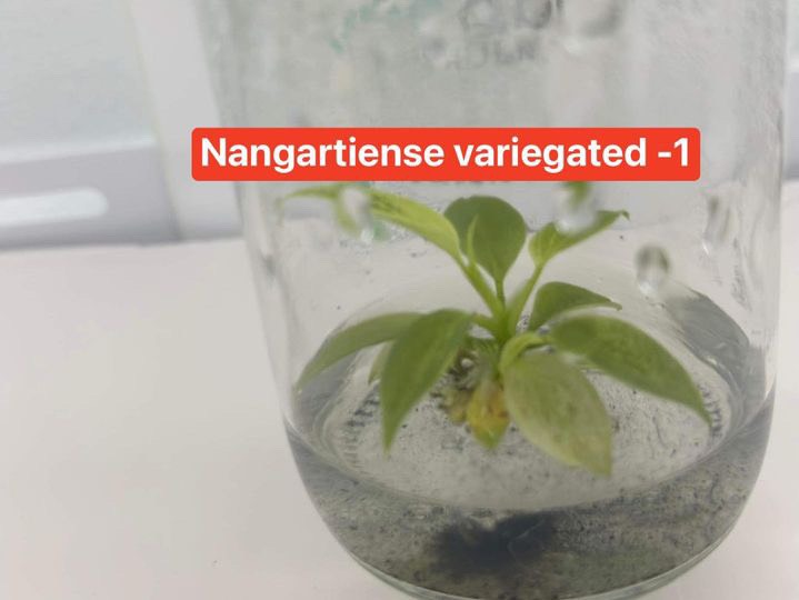 Philodendron Nangaritense variegated