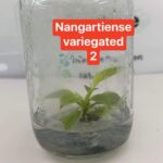 Philodendron Nangaritense variegated