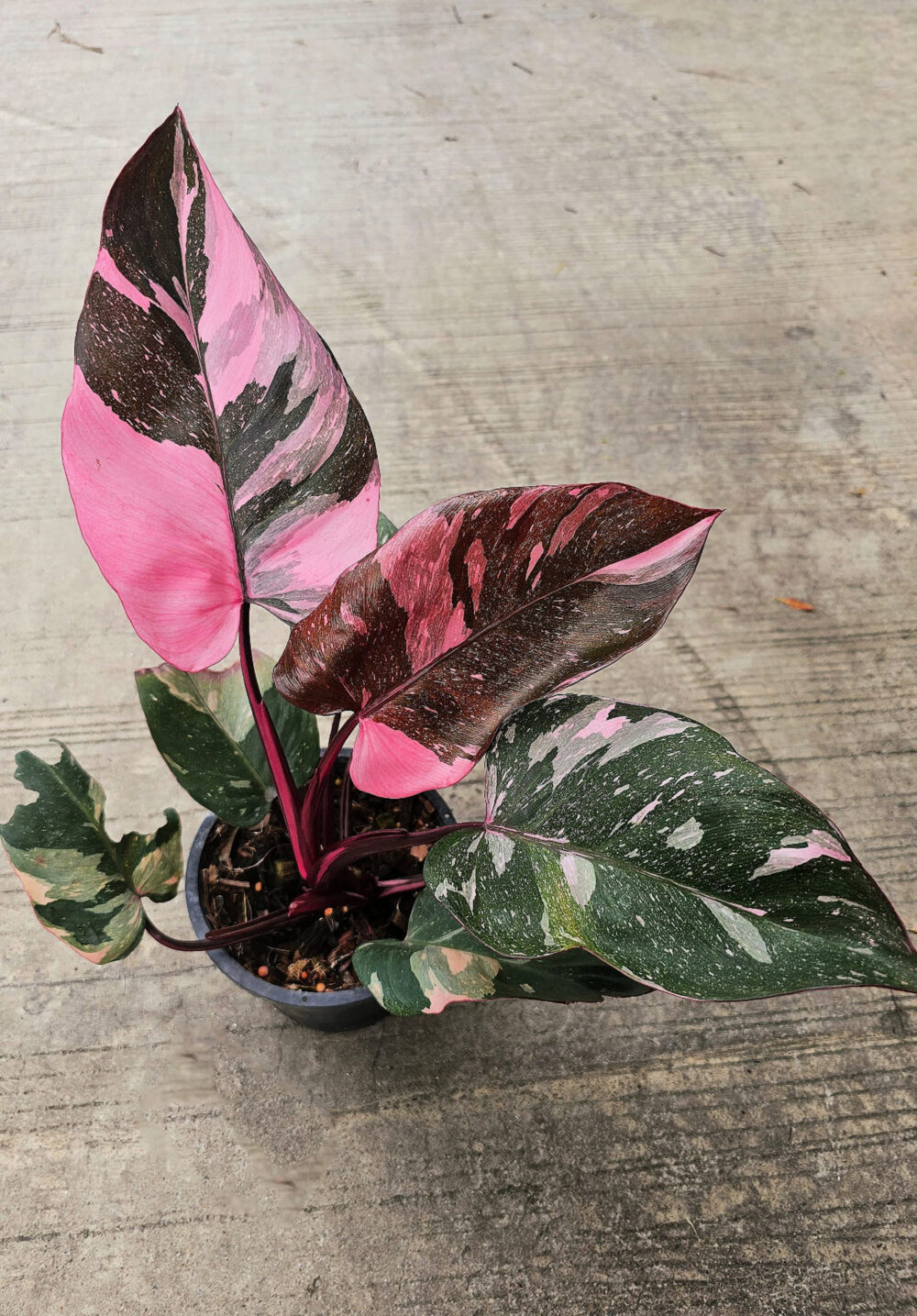 Philodendron Pink Princess Marble King