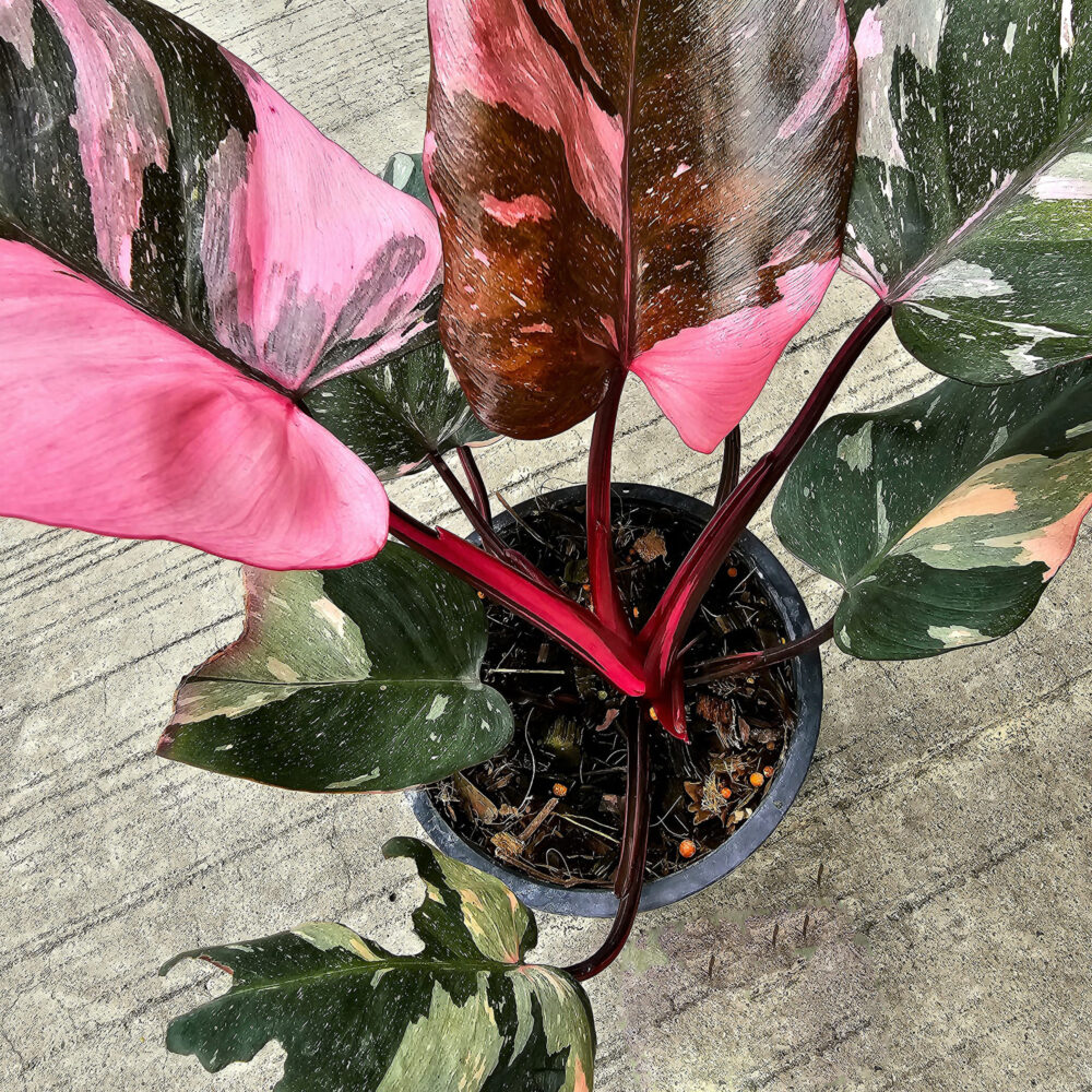 Philodendron Pink Princess Marble King