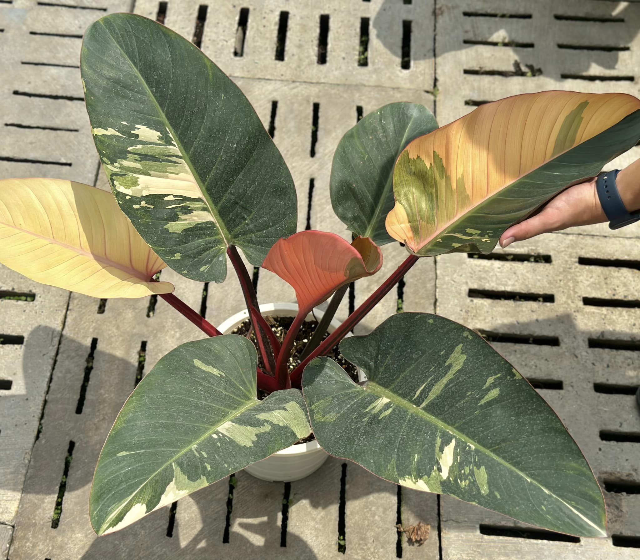 Philodendron Red Congo variegated
