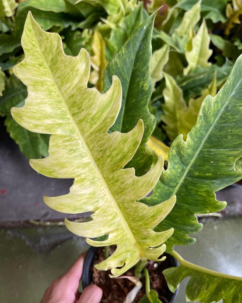 Philodendron Ring Of Fire Golden Marble Rare Philodendron Greenboog philodendron-ring-of-fire-golden-marble-rare-philodendron-greenboog